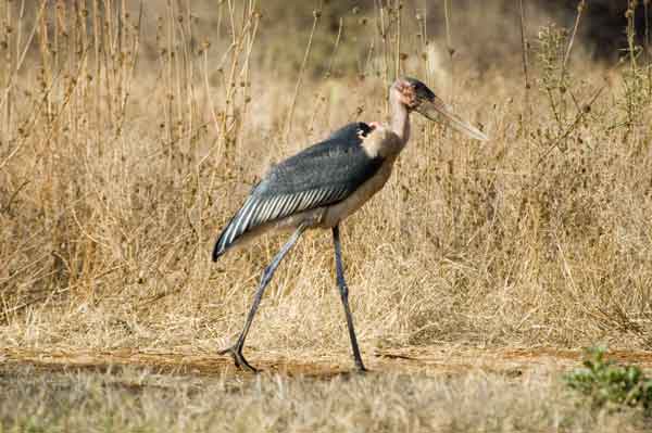 81 - Kenia - Marabu - parque nacional de Amboseli